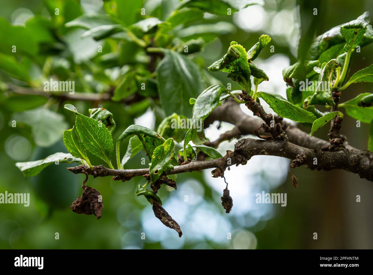 Pflaumenzweig mit zerknitterten Blättern, befallen von schwarzer Blattläuse und Spinnennetz. Pflaumenblattläuse, schwarze Fliege auf Obstbäumen, schwere Schäden durch Gartenschädlinge. Wählen Sie Stockfoto
