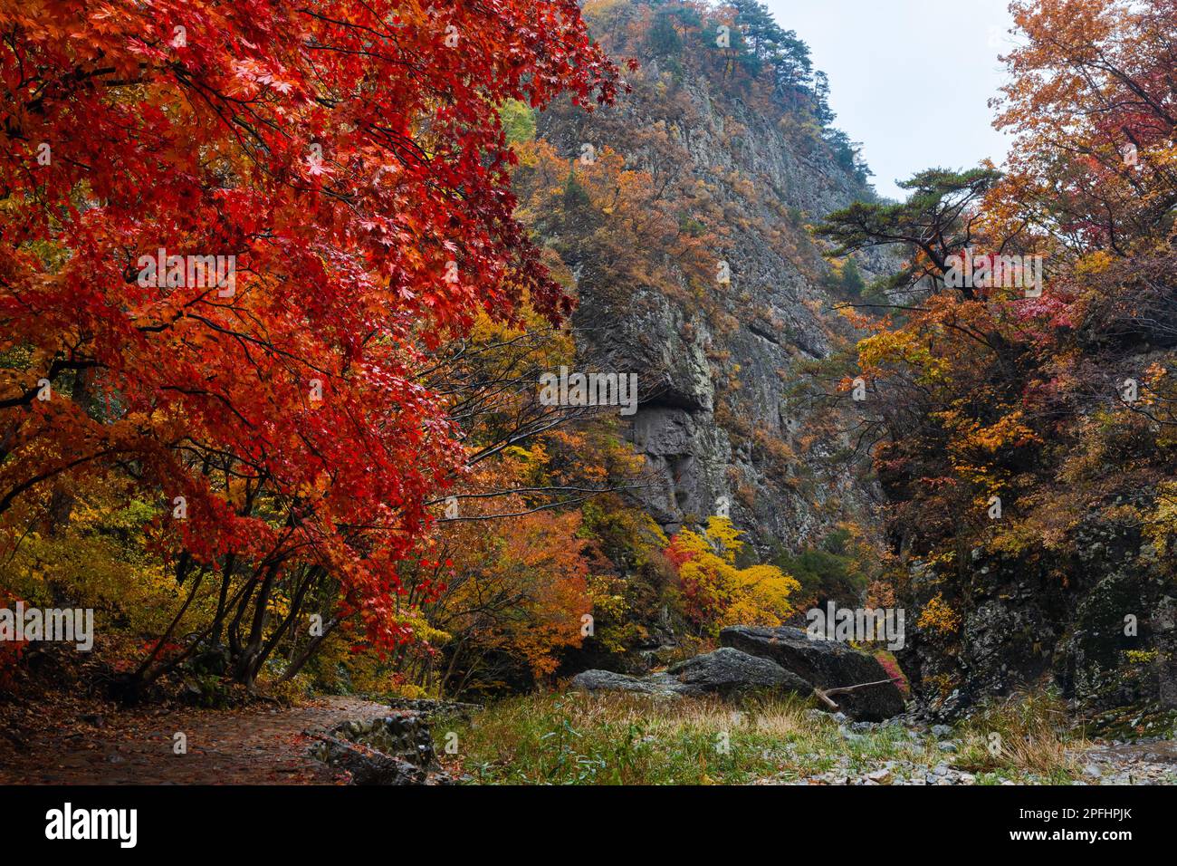 Herbstlandschaft, regnerische Berge, regnerische rote, farbenfrohe Ahornbäume und felsige Klippen. Juwangsan-Nationalpark, Südkorea. Stockfoto