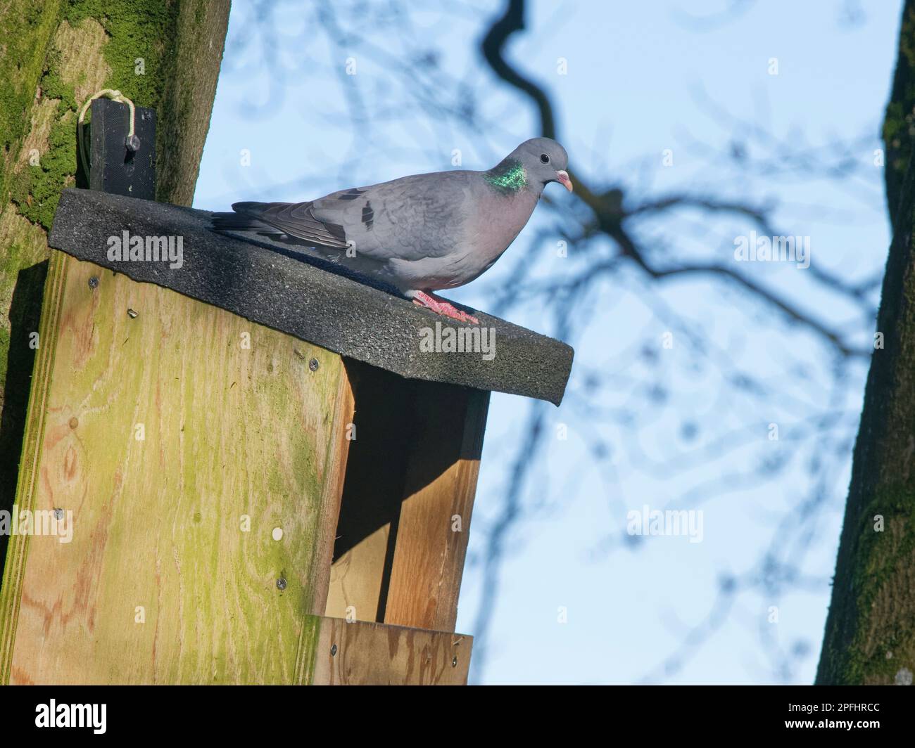 Stock Dove (Columba oenas) hoch oben auf einem großen Nestkasten, in dem dieser Vogel und sein Partner die Zucht in Erwägung ziehen, Wiltshire Garden, Großbritannien, Februar. Stockfoto