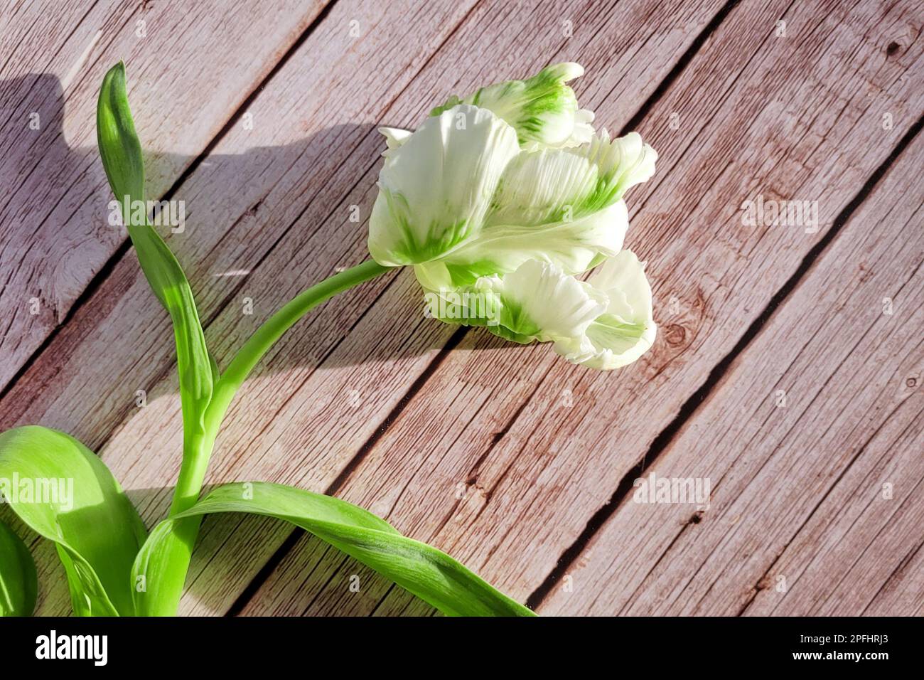 Eine einzelne anmutige Tulpenblume liegt auf einem Holzboden, der von einem Sonnenstrahl beleuchtet wird Stockfoto