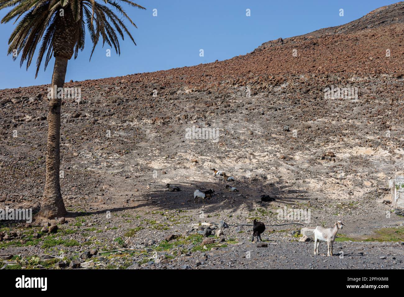 Die Ziegenhaltung ist auf der Insel Fuerteventura auf den Kanarischen Inseln weit verbreitet Stockfoto