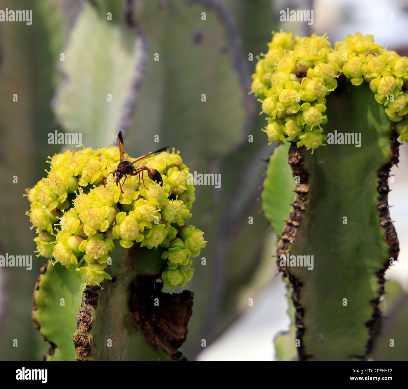 Lanzarote - Schlammdauber (Sceliphron caementarium) Wespe auf gelber Kaktusblüte - geflügelte wespenähnliches Insekt auf einer Kaktusblüte Stockfoto