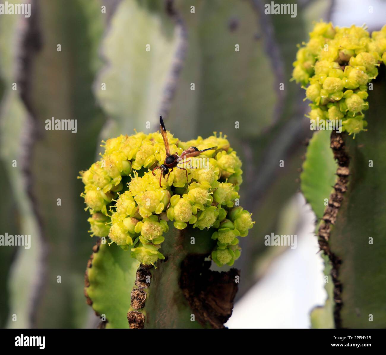 Lanzarote - Schlammdauber (Sceliphron caementarium) Wespe auf gelber Kaktusblüte - geflügelte wespenähnliches Insekt auf einer Kaktusblüte Stockfoto