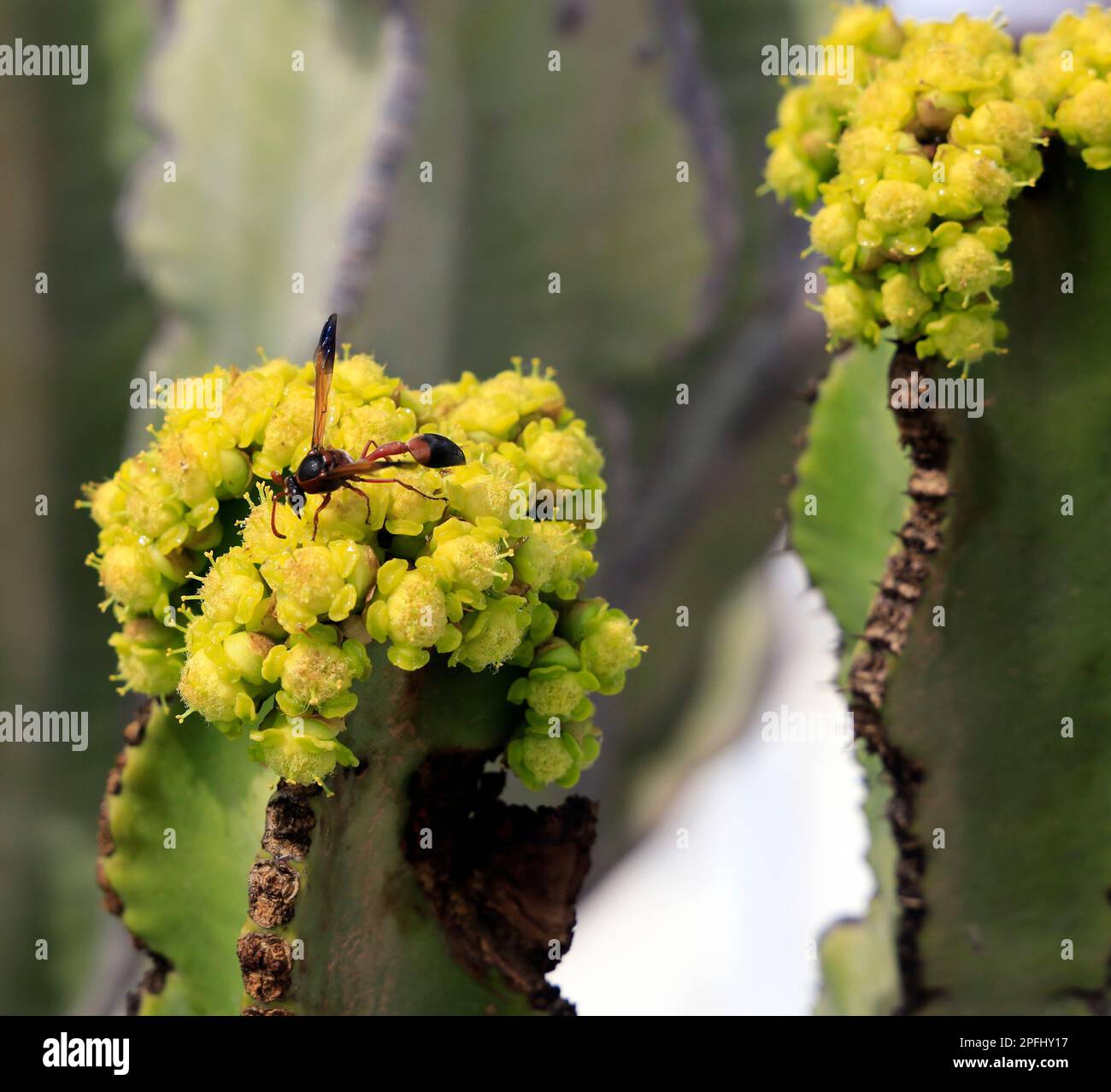 Lanzarote - Schlammdauber (Sceliphron caementarium) Wespe auf gelber Kaktusblüte - geflügelte wespenähnliches Insekt auf einer Kaktusblüte Stockfoto