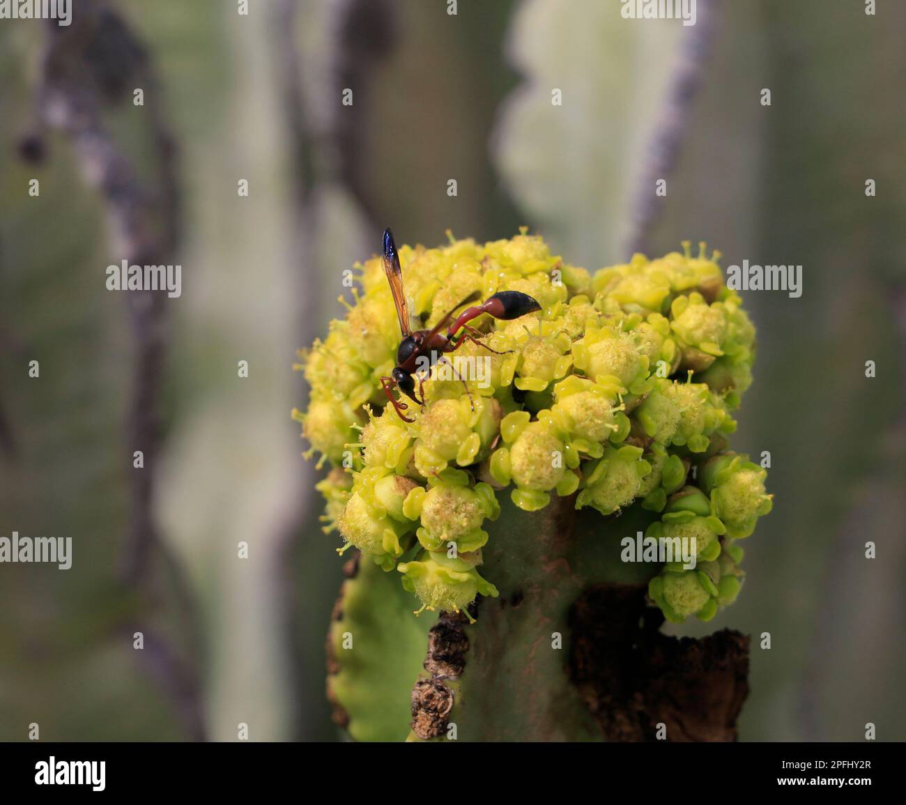 Lanzarote - Schlammdauber (Sceliphron caementarium) Wespe auf gelber Kaktusblüte - geflügelte wespenähnliches Insekt auf einer Kaktusblüte Stockfoto