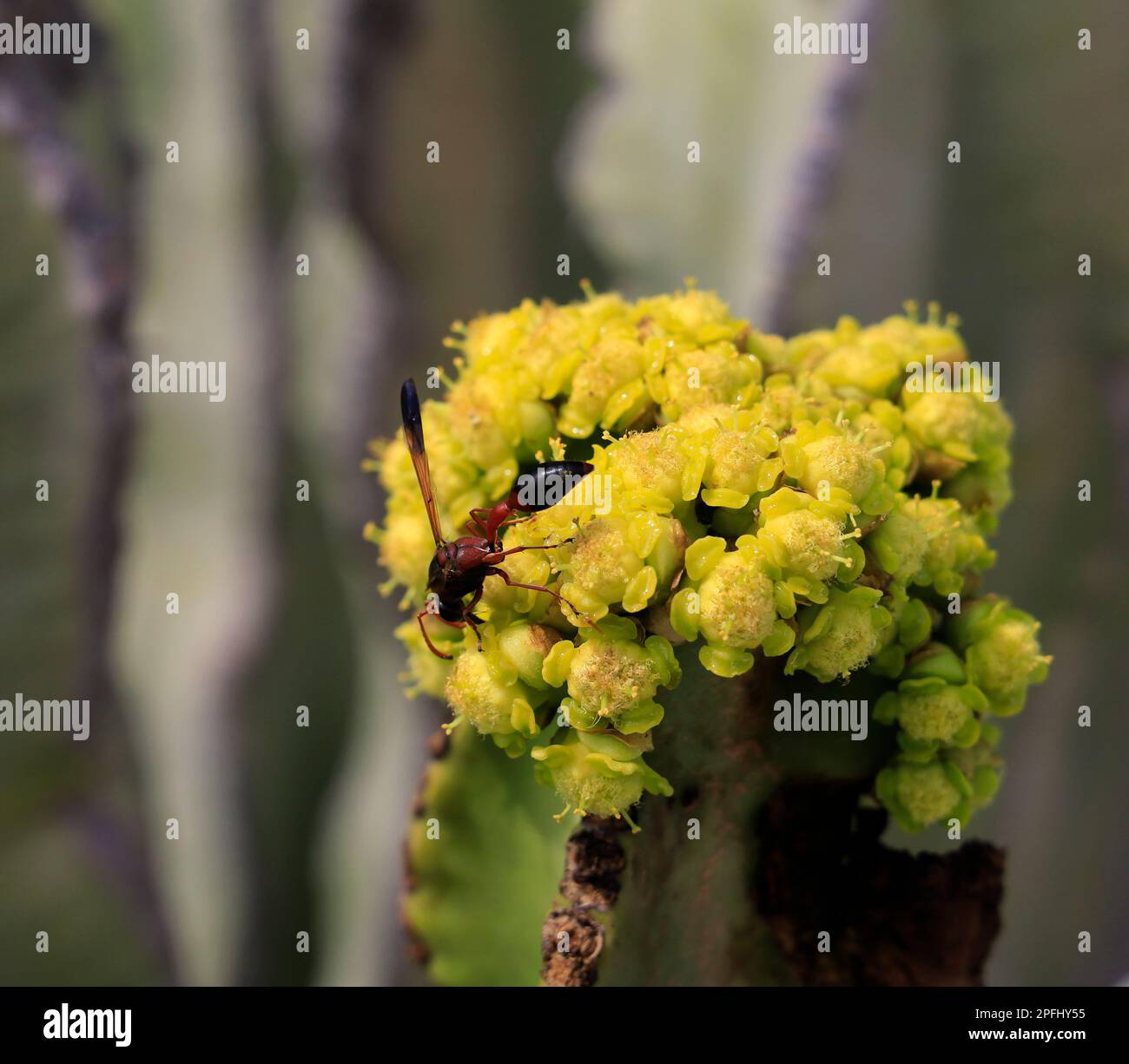 Lanzarote - Schlammdauber (Sceliphron caementarium) Wespe auf gelber Kaktusblüte - geflügelte wespenähnliches Insekt auf einer Kaktusblüte Stockfoto
