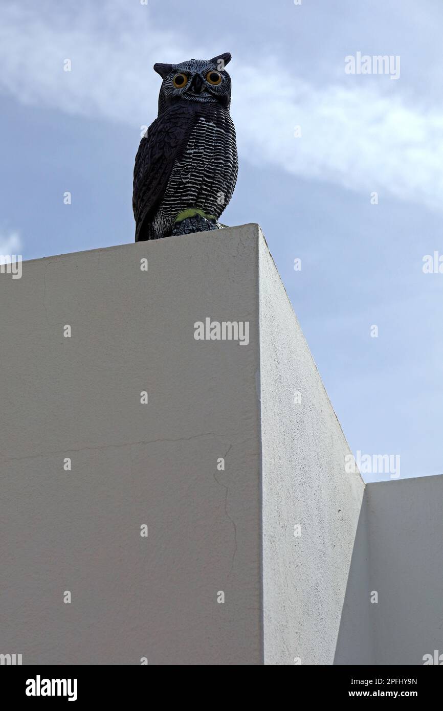 Lanzarote - Modell Eulenvogel Schrecken mit langen Ohren - an einer weiß getünchten Wand. Stockfoto
