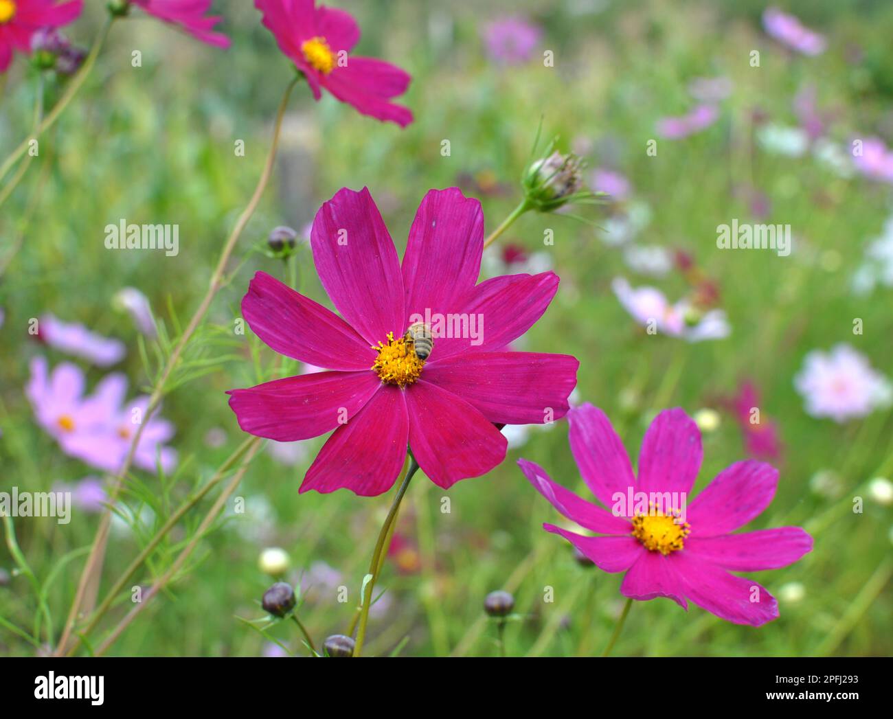 Dekorative Cosmos Blumen blühen in der Natur im Blumengarten Stockfoto