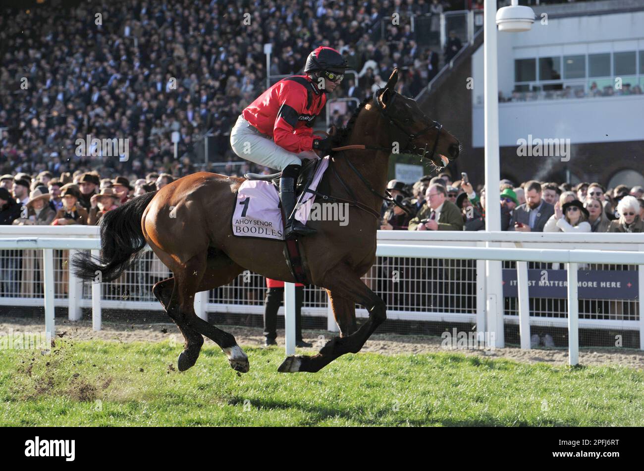 Boodles Cheltenham Gold Cup Ahoy Senor geritten von Derek Fox auf dem Weg zum Start Pferderennen auf der Cheltenham Rennbahn am 4. Tag des letzten Tages Stockfoto
