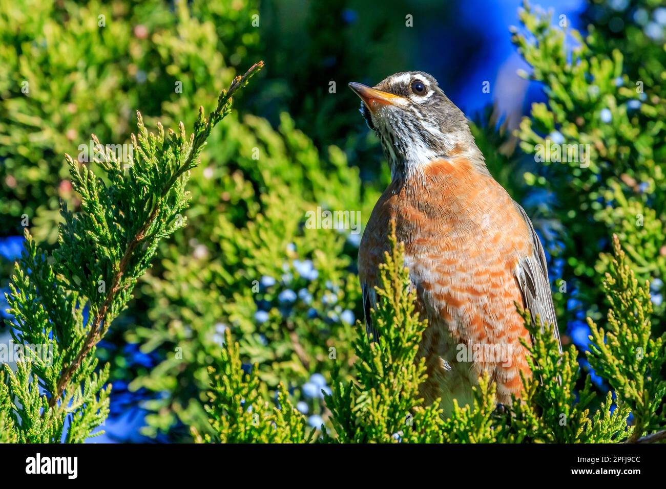 Amerikanischer Robin (Turdus migratorius) hoch oben im Baum. Stockfoto