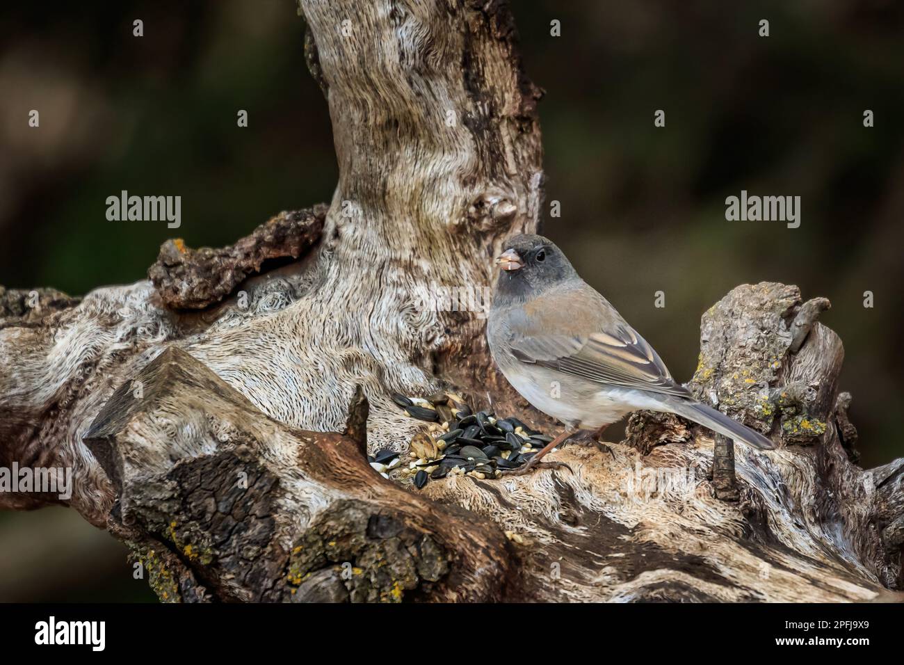 Dunkeläugiger Junco auf einem Stumpf Stockfoto