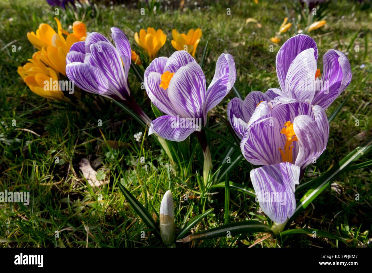 Frühjahrs, Blumen im Garten Rasen, Wiese, Blüten, Crocus vernus 'Pickwick' Frühlingsgarten Rasen Stockfoto