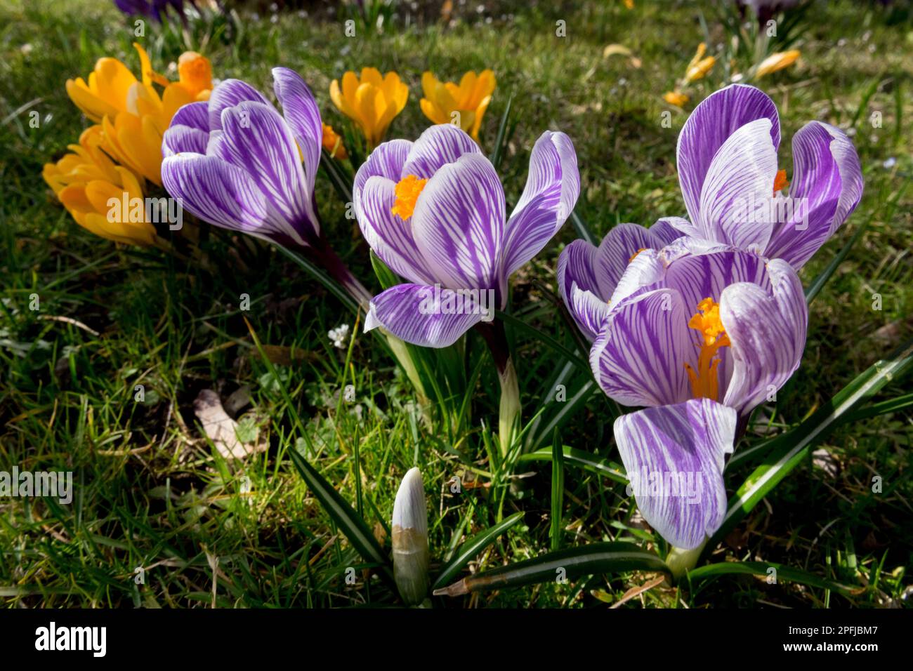 Frühling, Blumen im Garten Rasen, Wiese, Blüten, Crocus vernus Pickwick Frühlingsgarten Stockfoto