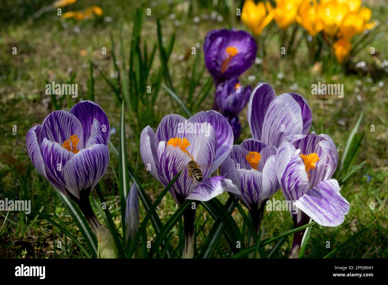 Bienen und Krokusse Rasengarten Frühling, Sonnenschein, sonniges Wetter, Holländisches Krokus Stockfoto