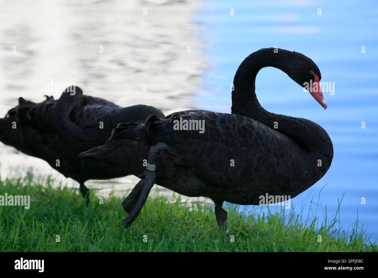 AVENTURA-MIAMI-FLORIDA-USA- 25-07-2414-A Paar Schwäne sind in einer künstlichen Lagune in der Stadt Aventura.FL zu sehen. © JOSE ISAAC BULA URRUTIA Stockfoto