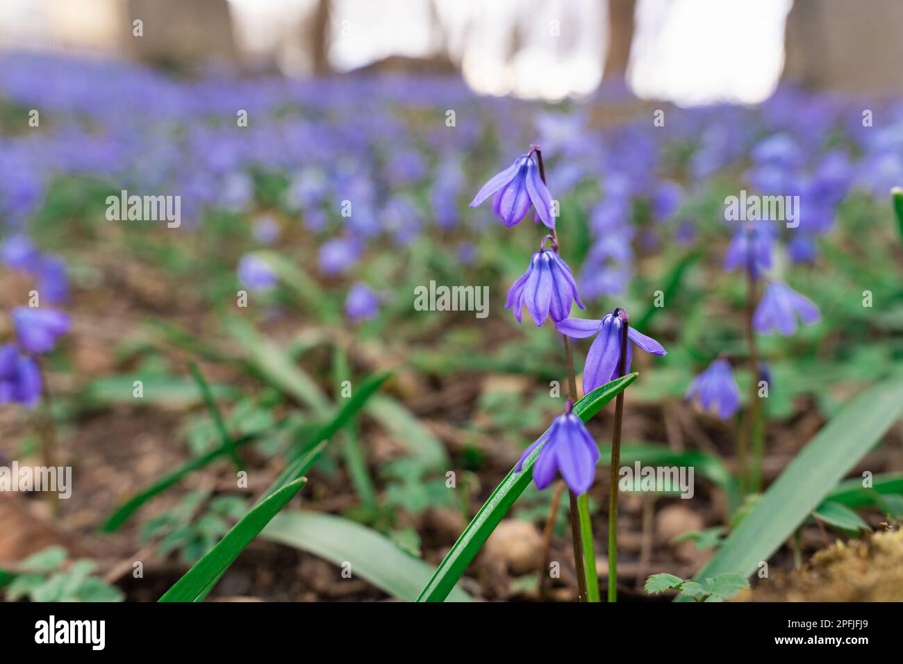 Nahaufnahme der Blütezeit der Primrose - Holzkissenschwalbe Scilla siberica, blühend Ende März - Anfang April. Stockfoto