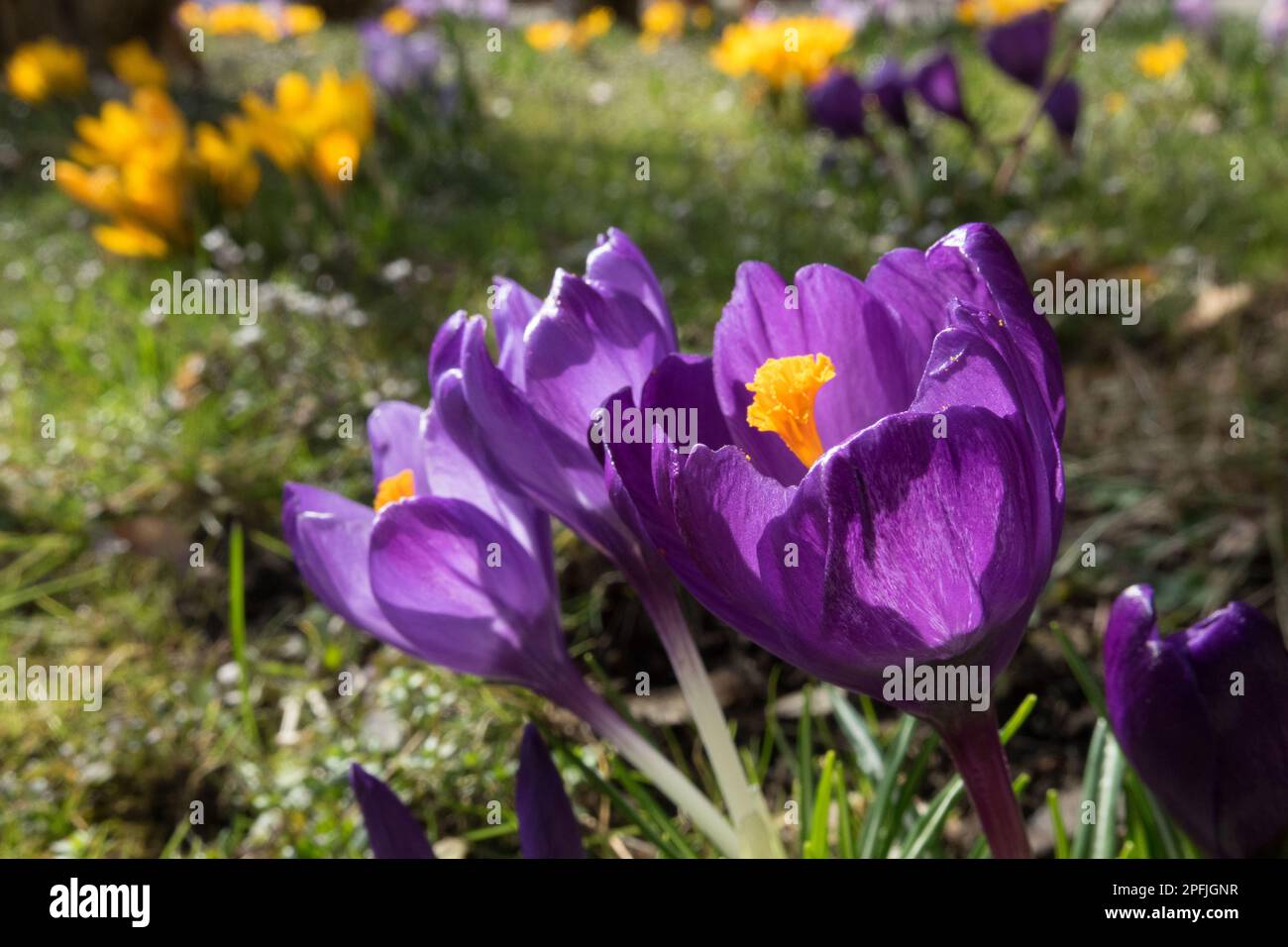 Crocus „Flower Record“, Blue Crocus in Rasen, Wiese, Sonnenschein, Blumen, Frühling, Pflanzen Stockfoto