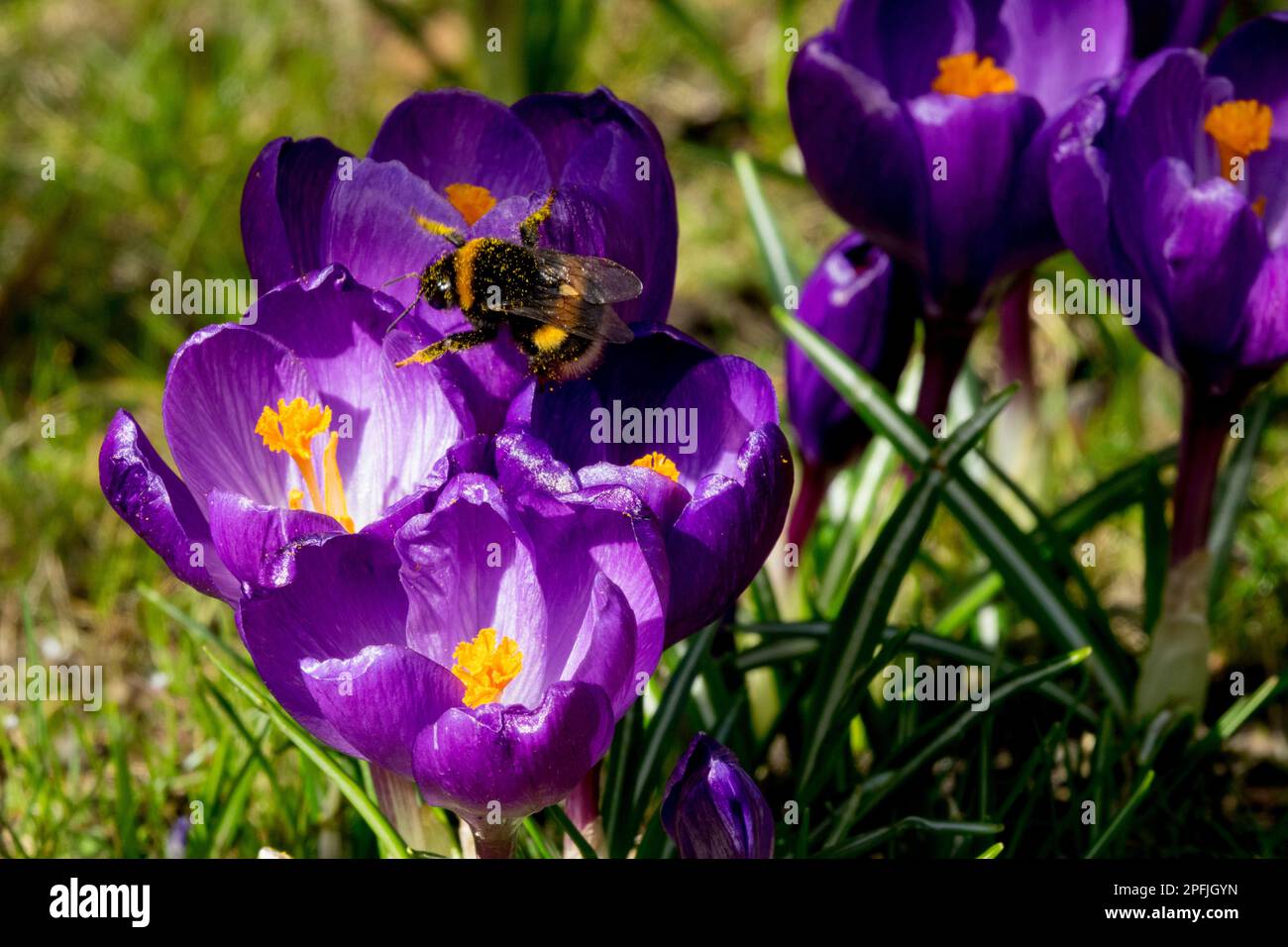 Bombus, Buff-Tail-Hummel, früh, Frühling, Blumen, Hummelbiene, Crocus, Frühblüten, Blüten, Bumblebiene, Krokusse, Insekten Stockfoto