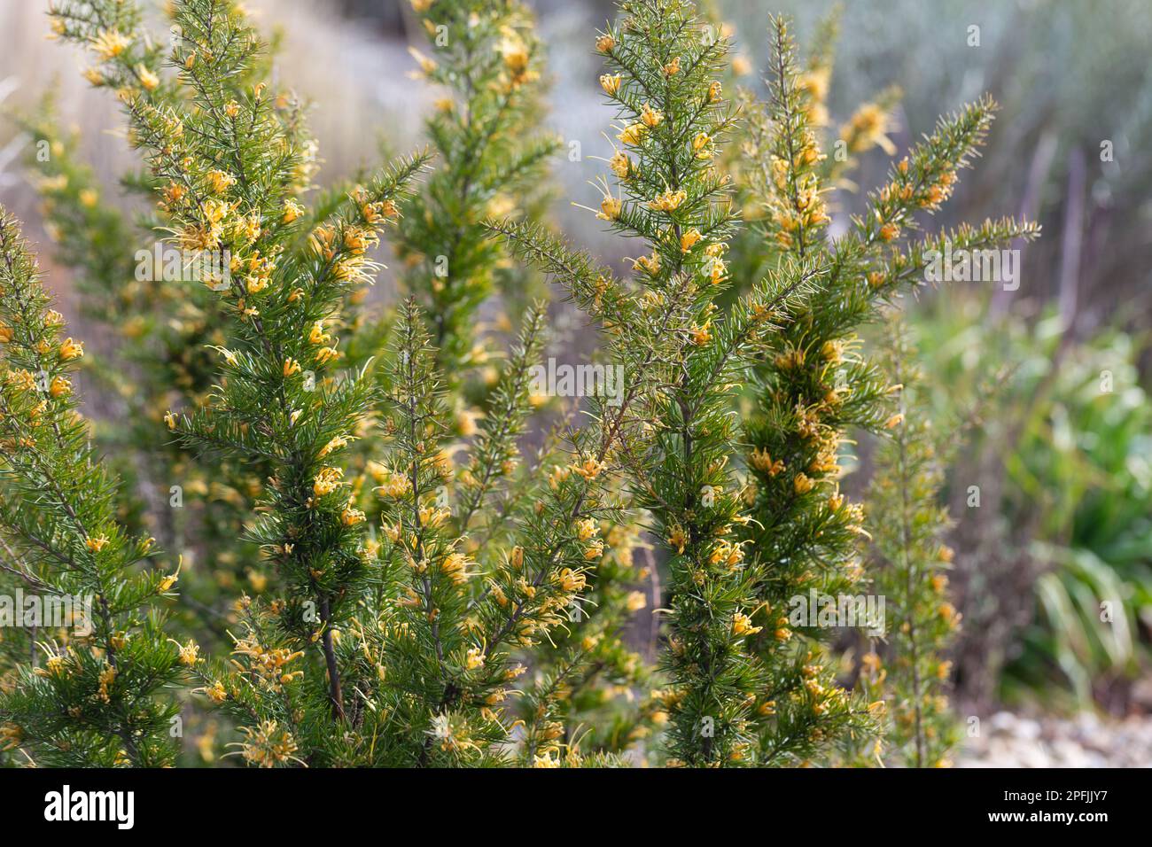 Farbenfrohe orange-gelbe Blumen auf einer Blume der Stachelspinne, Grevilla Juniperina. Stockfoto