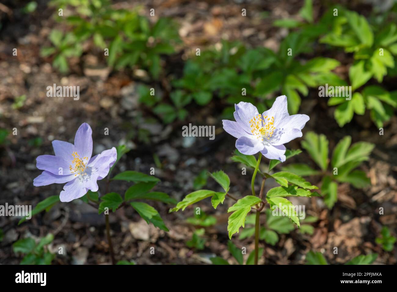 Holzanemone (Anemone nemorosa) in der Blüte Stockfoto
