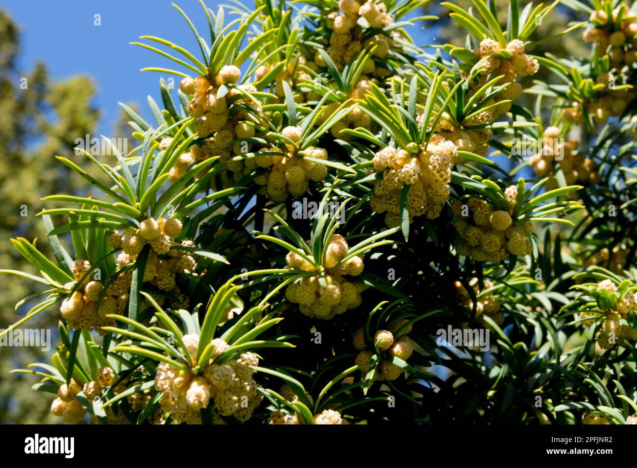 Taxus baccata, Blüten, Gemeine Eibe, Blüten, Englische Eibe, Frühling Stockfoto