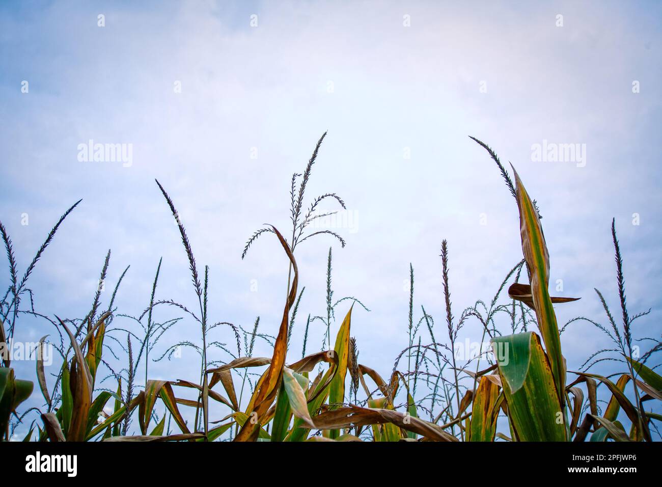 Oben auf dem grünen Maisfeld. Stockfoto