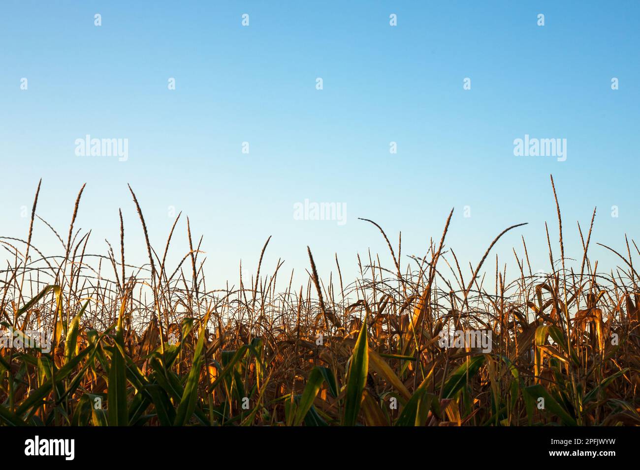 Oben auf dem grünen Maisfeld. Stockfoto