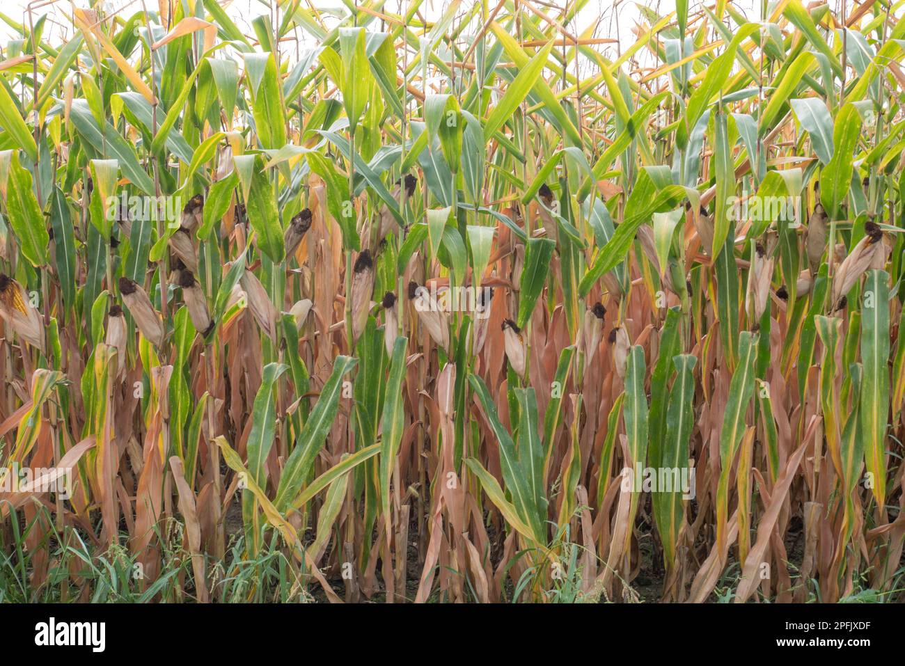 Grün-Mais-Feld. Stockfoto