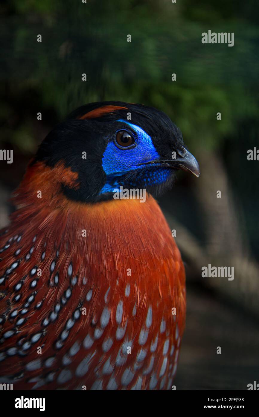 Farbenfrohes Fasan Temminks Tragopan-Nahaufnahmen-Porträt Stockfoto