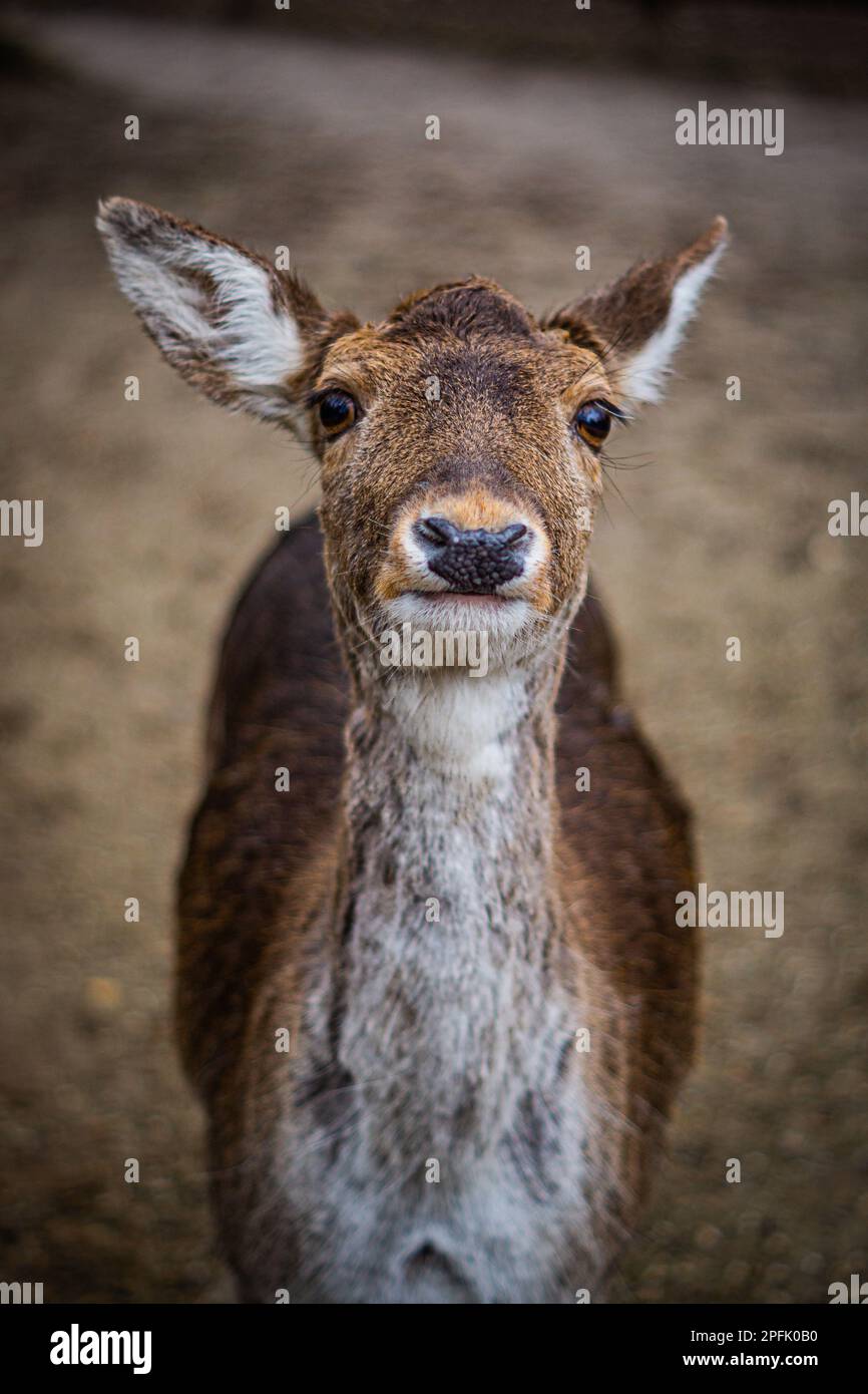 Porträt eines einzelnen Hirsches Stockfoto