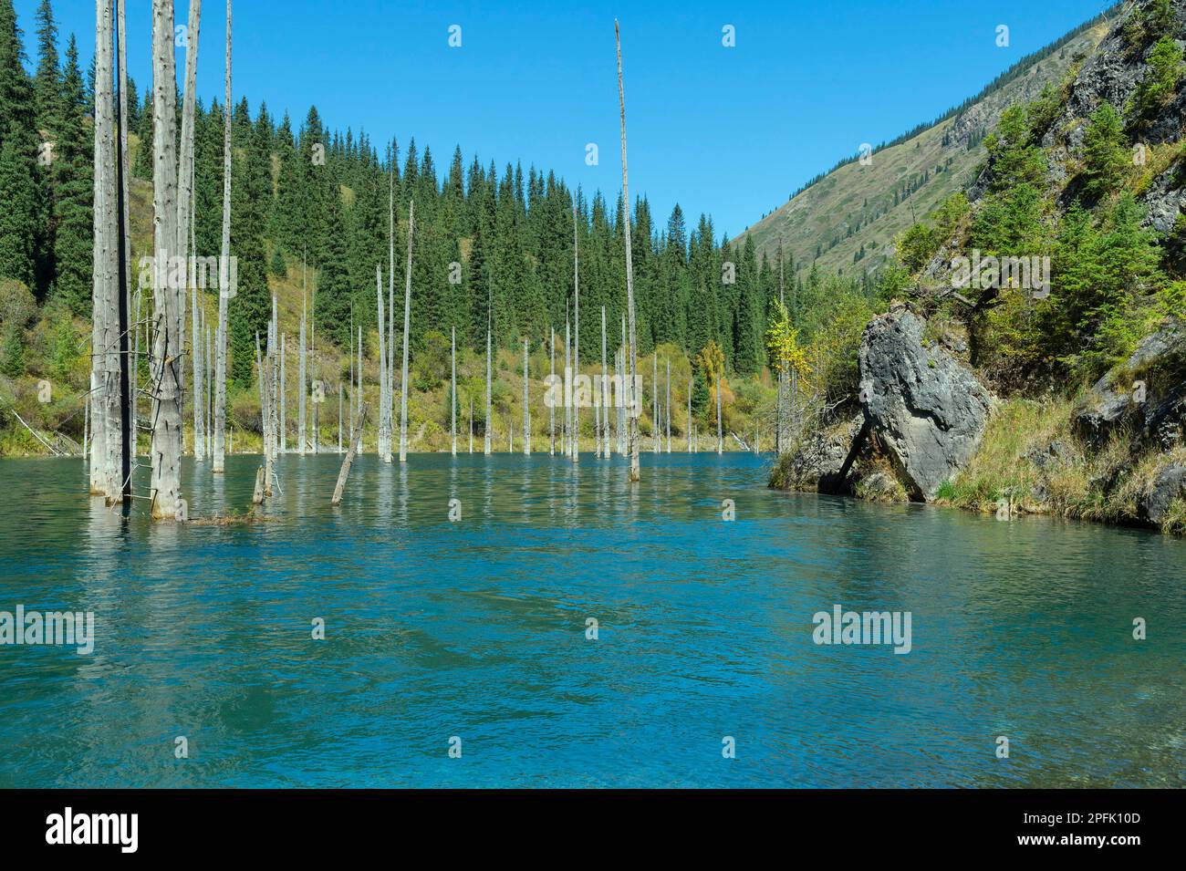 Getrocknete Stämme von (Picea) Schrenkiana, die im Kaindy Lake aus dem Wasser ragen, auch bekannt als Birch Tree Lake oder Unterwasserwald, Tien Shan Stockfoto