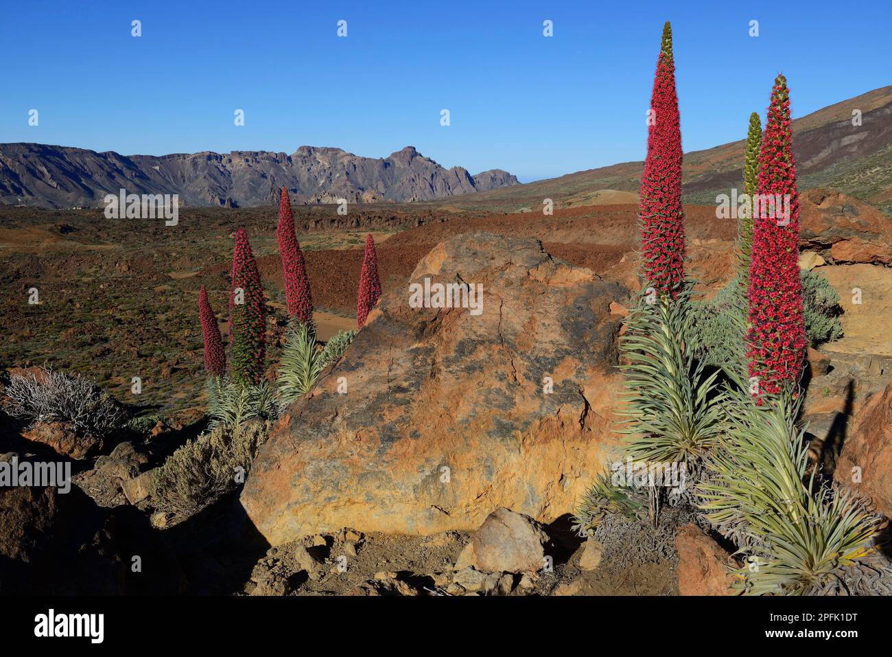 Wildprets Viper Bugloss (Echium Wildpretii), Teide National Park, Las Llanadas, Santa Cruz de Tenerife Province, Teneriffa, Kanarische Inseln, Spanien Stockfoto