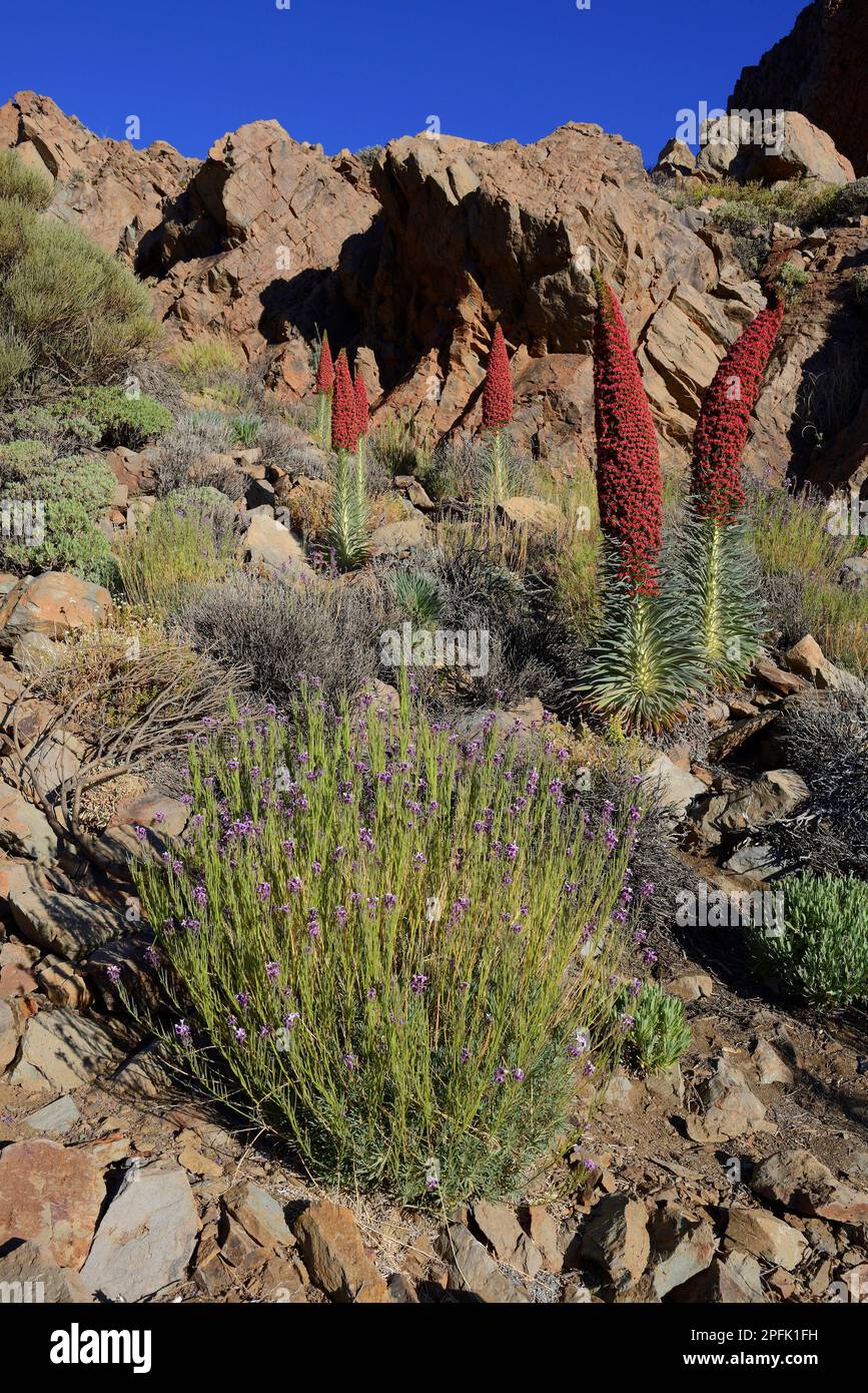 Wildprets Viper Bugloss (Echium Wildpretii), Teide National Park, Las Llanadas, Santa Cruz de Tenerife Province, Teneriffa, Kanarische Inseln, Spanien Stockfoto