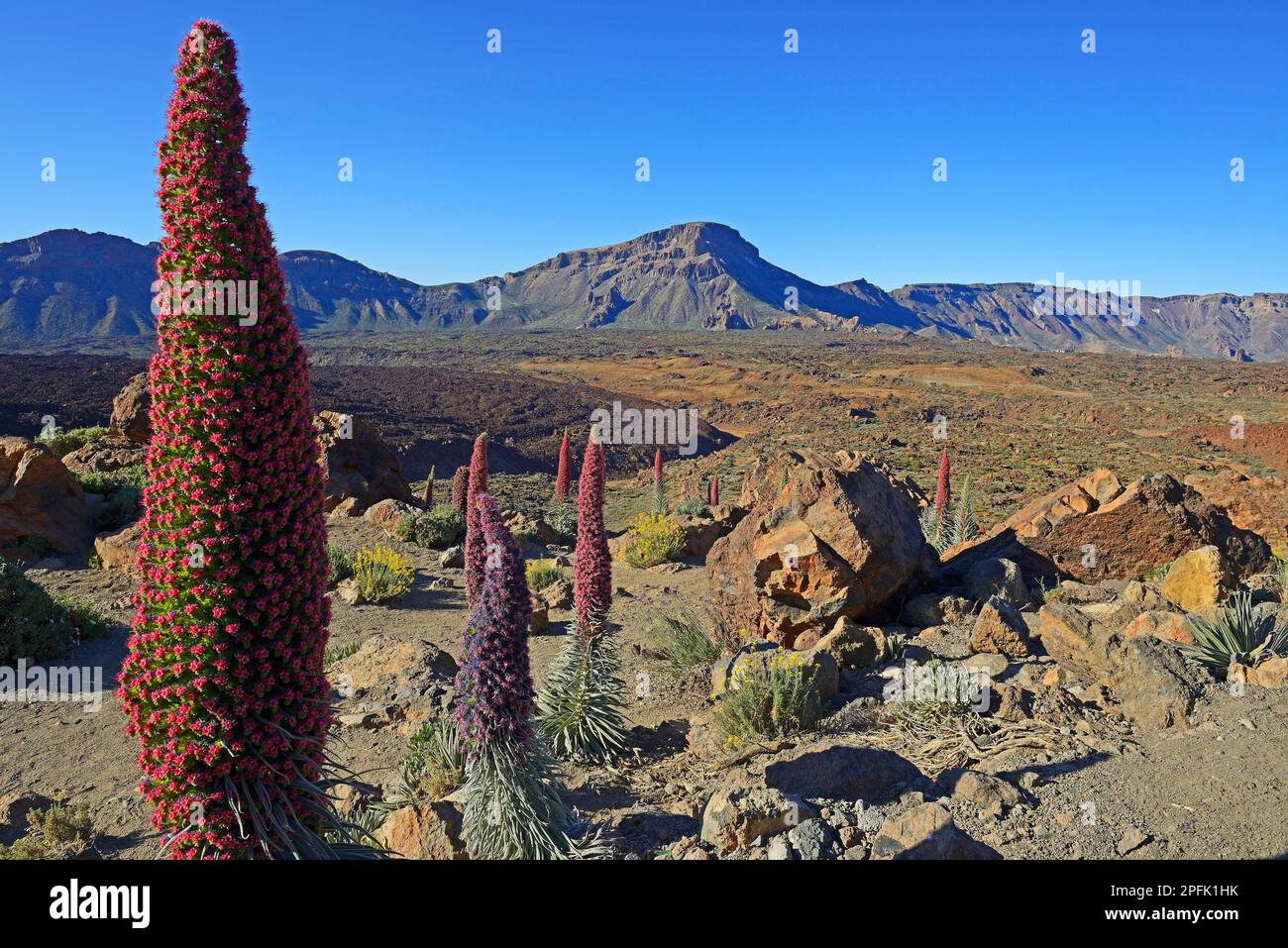 Wildprets Viper Bugloss (Echium Wildpretii), Teide National Park, Las Llanadas, Santa Cruz de Tenerife Province, Teneriffa, Kanarische Inseln, Spanien Stockfoto