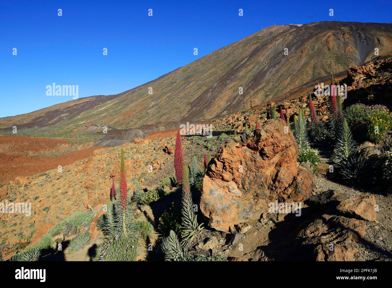 Wildprets Viper Bugloss (Echium Wildpretii), Teide National Park, Las Llanadas, Santa Cruz de Tenerife Province, Teneriffa, Kanarische Inseln, Spanien Stockfoto