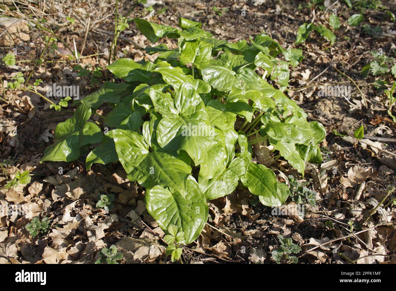 Lords und Gemeine Aromablätter (Arum maculatum), die im Wald wachsen, Vicarage Plantation, Mendlesham, Suffolk, England, Vereinigtes Königreich Stockfoto