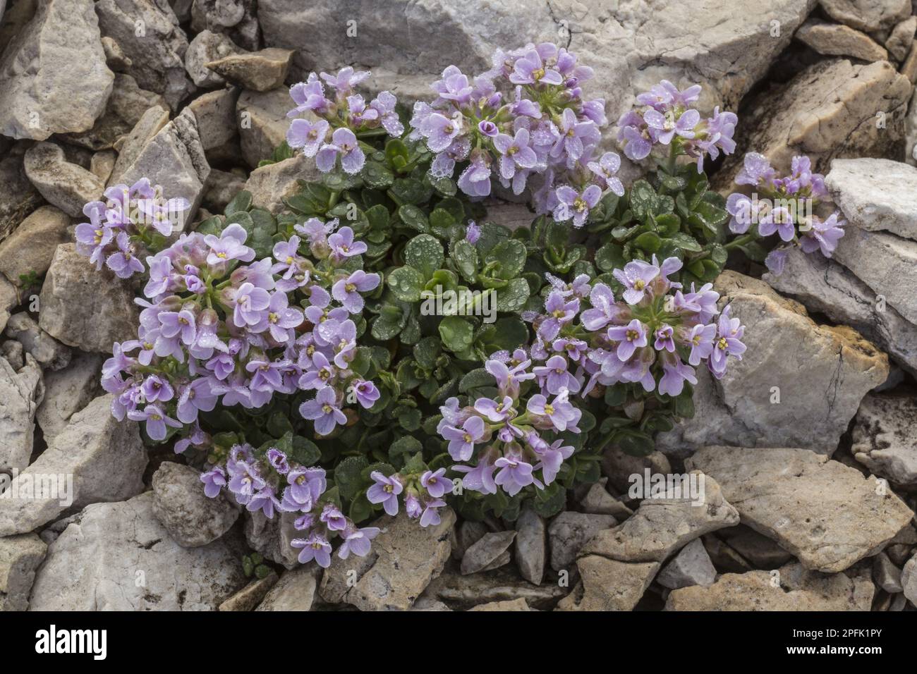 Rundblättrige Kresse (Thlaspi rotundifolium) blüht, wächst in großer Höhe auf Dolomitfelsen (2500m m), Dolomiten, Italienische Alpen, Italien Stockfoto