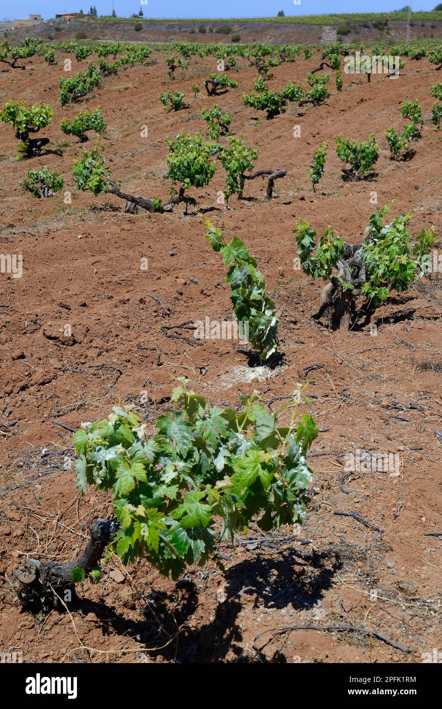 Alte Weinreben im Orotava-Tal, Teneriffa, Kanarische Inseln, Spanien Stockfoto