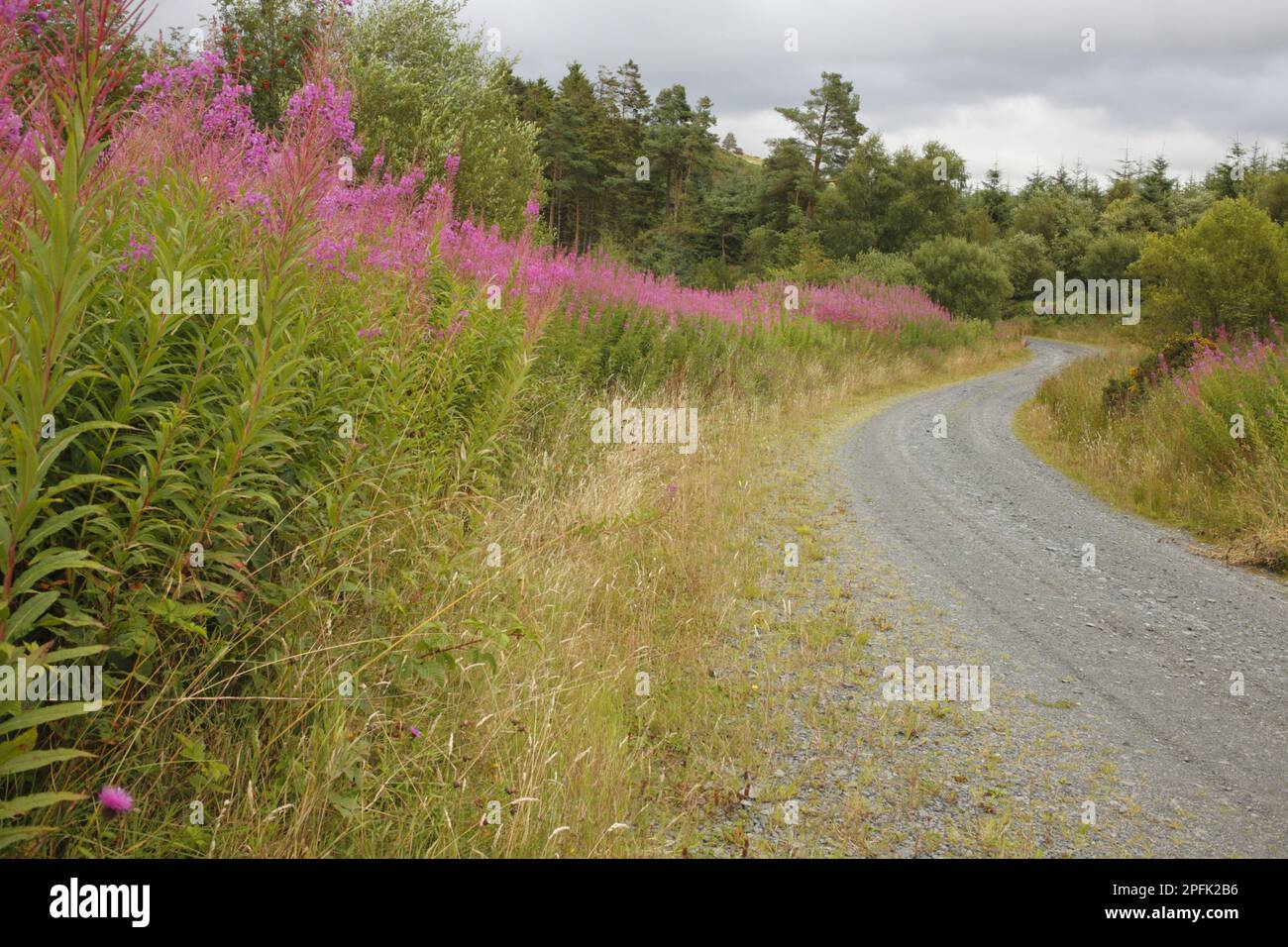Chamerion angustifolium, Chamerion angustifolium angustifolium, Blooming sally, Wood Willowherb, abendliche Primrose Familie, Rosebay Willowherb Stockfoto Chamerion angustifolium, Chamerion angustifolium angustifolium, Blooming sally, Wood Willowherb, abendliche Primrose Familie, Rosebay Willowherb Stockfoto