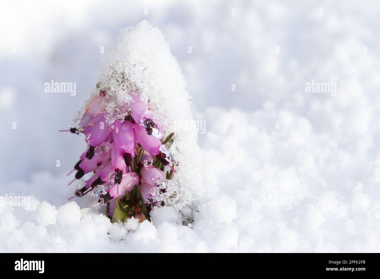 Gezüchtete Winterheideblüten (Erica x darleyensis), die durch Schnee im Garten wachsen, Powys, Wales, Vereinigtes Königreich Stockfoto