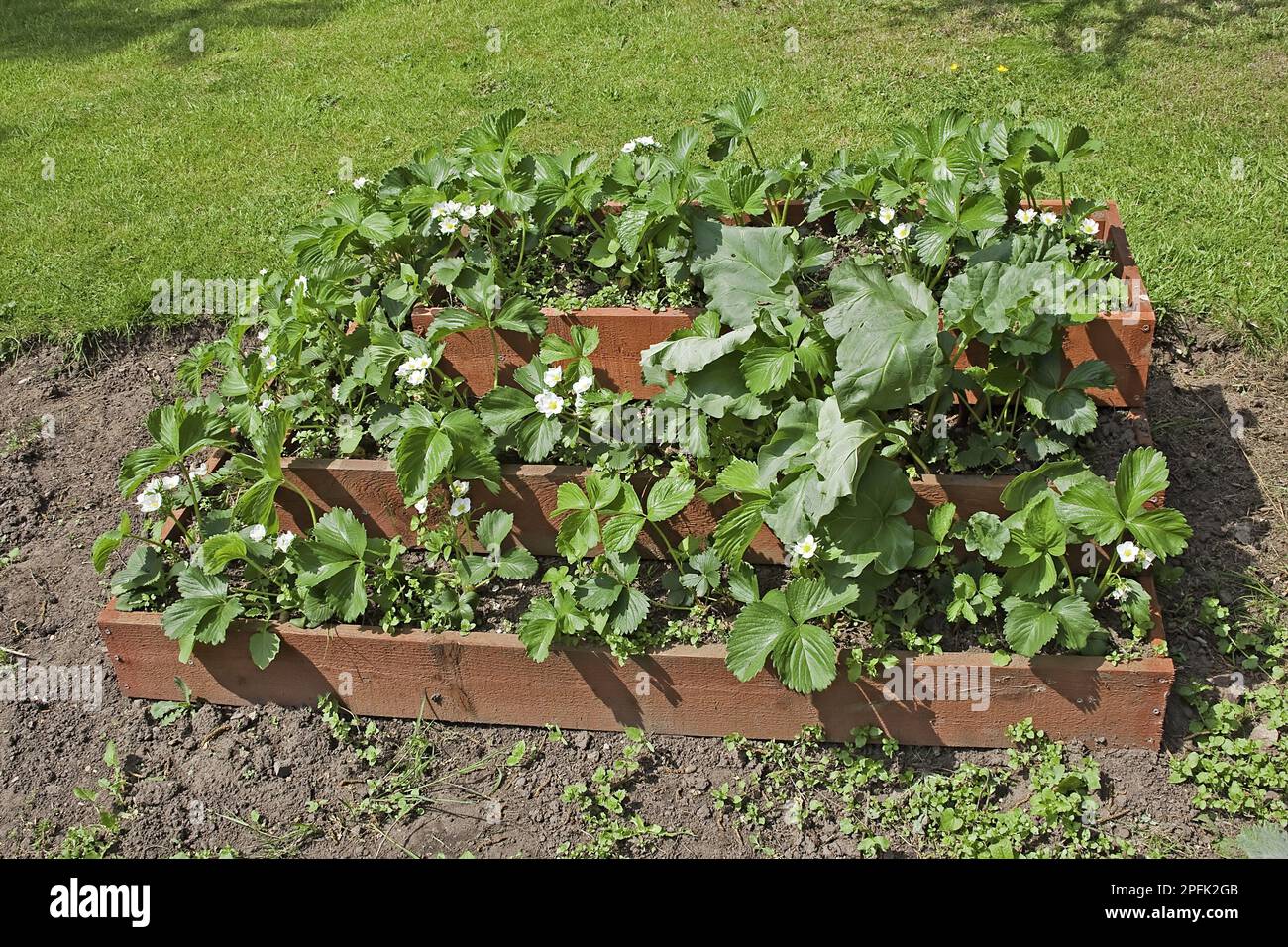 Erdbeeren (Fragaria sp.) anbauen, im Garten in Warwickshire, England, Frühling in gestaffelten Kästen anbauen Stockfoto