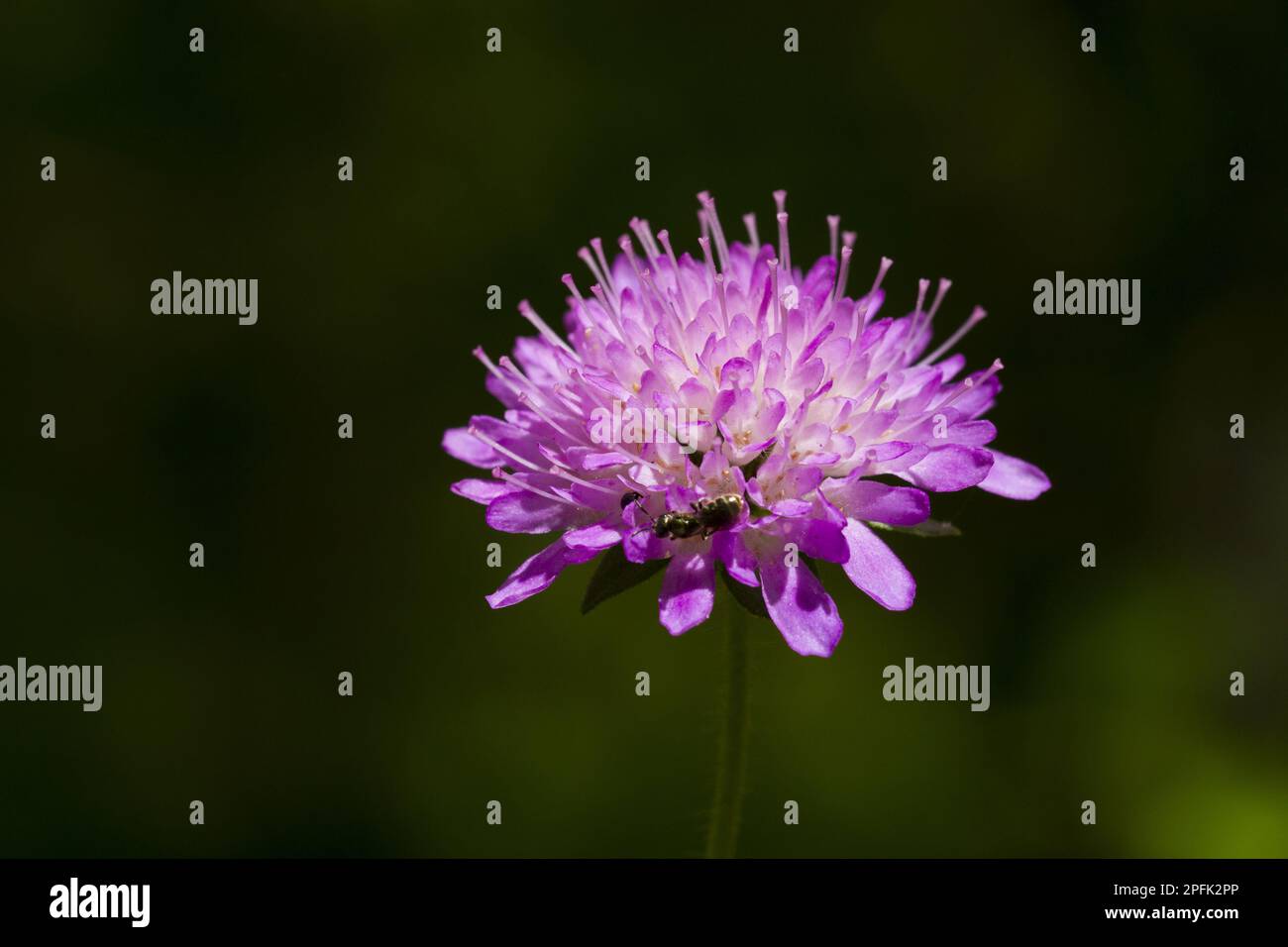 Holzkohl (Knautia dipsacifolia) Nahaufnahme des Blumenkopfes, Causse de Gramat, Massif Central, Lot Region, Frankreich Stockfoto