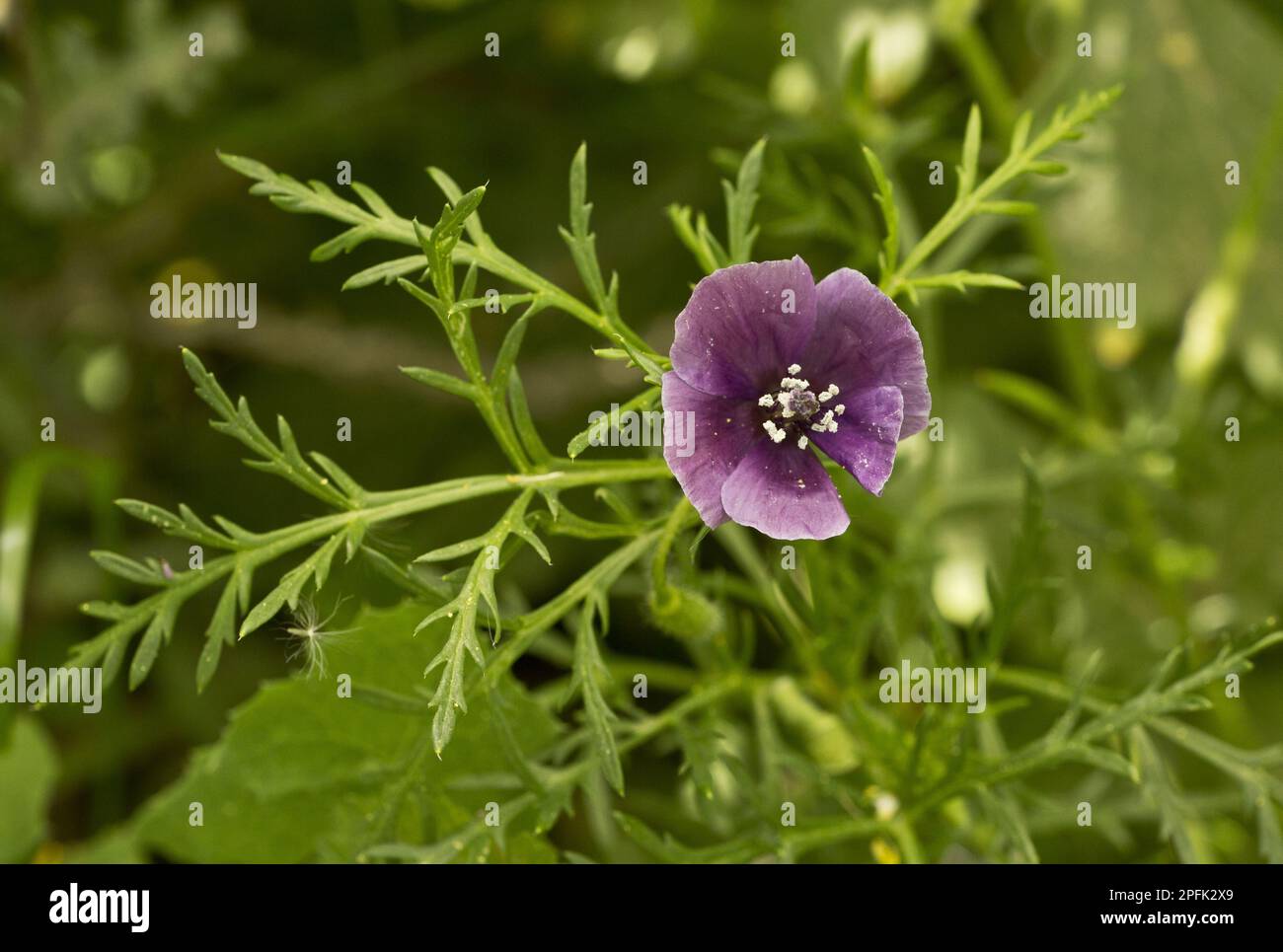 Blühender Mohn (Roemeria hybrida), der auf gestörtem Boden wächst, Zypern Stockfoto