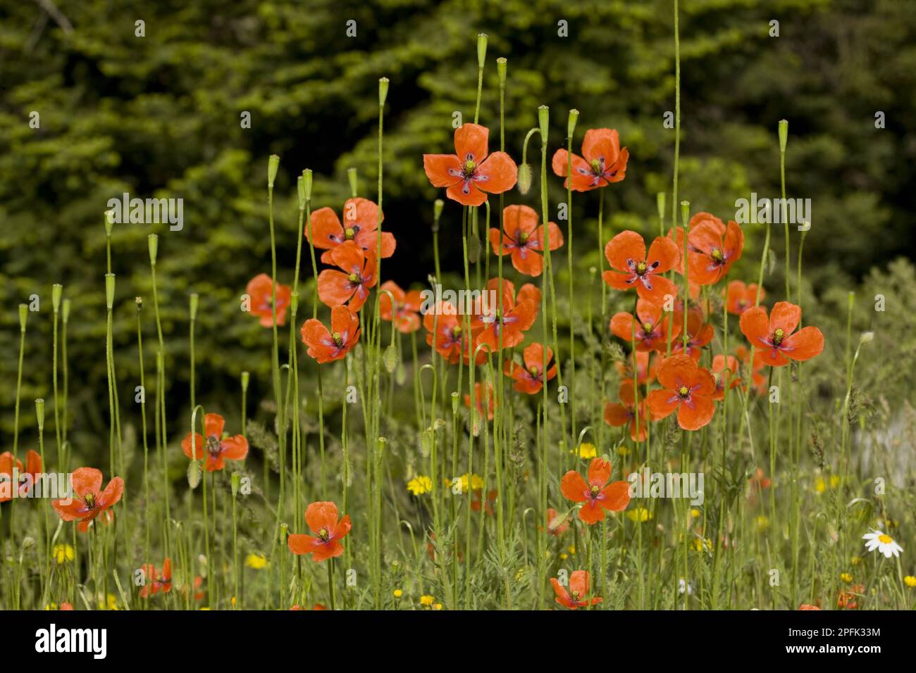 Langköpfiger Mohn (Papaver dubium) in Blüten und Früchten, Griechenland Stockfoto