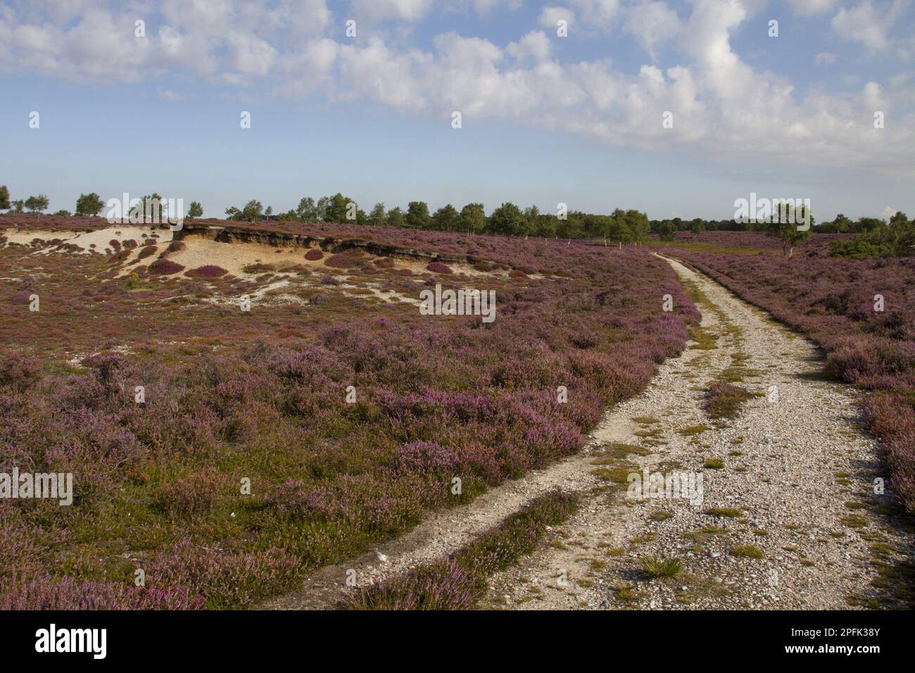 Blooming Heath auf Westleton Heath Teil von Sandlings Heath Suffolk Stockfoto
