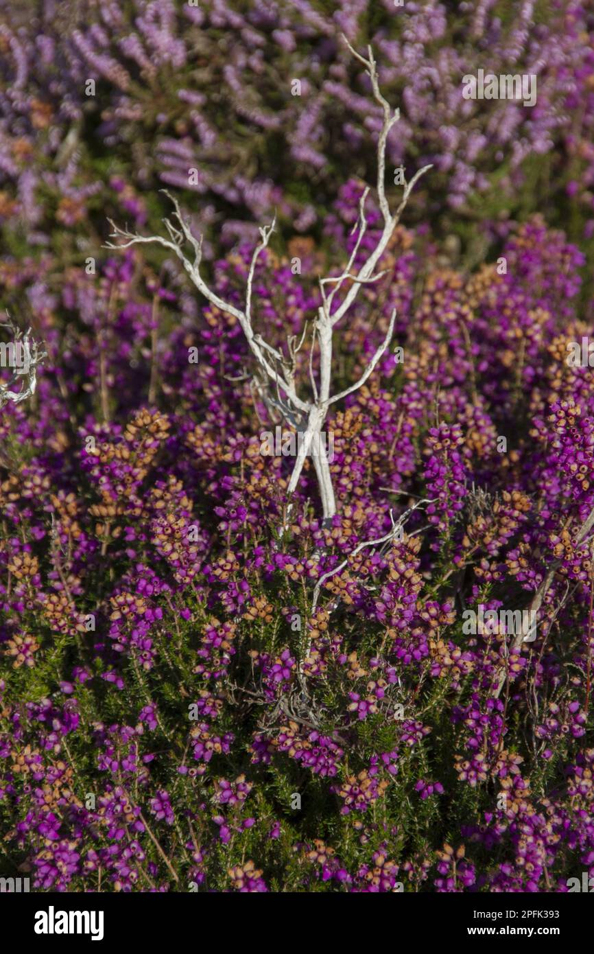 Glockenheide wächst auf Sandlings Heath bei Westleton Suffolk Stockfoto