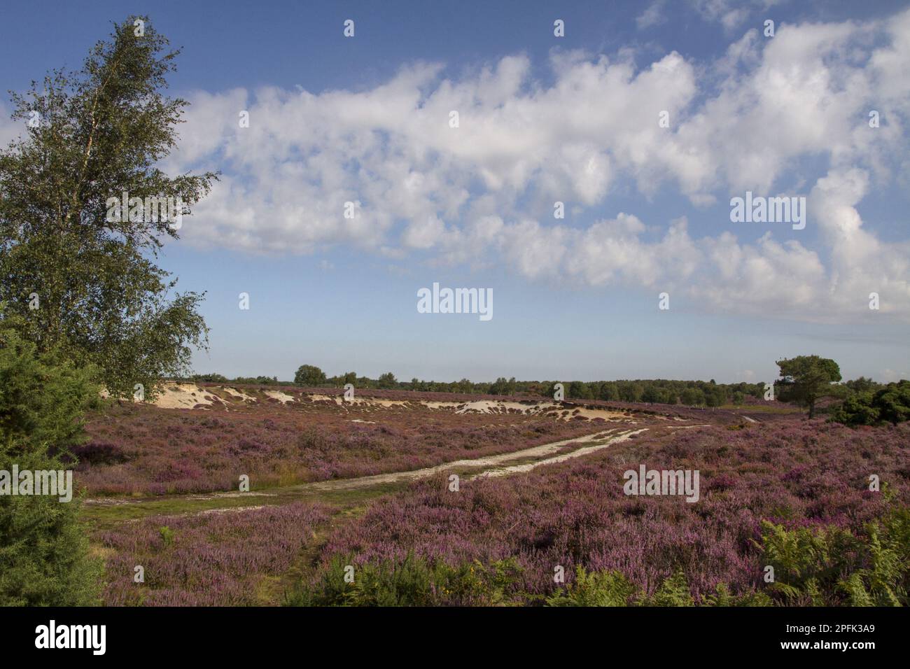 Blooming Heath auf Westleton Heath Teil von Sandlings Heath Suffolk Stockfoto