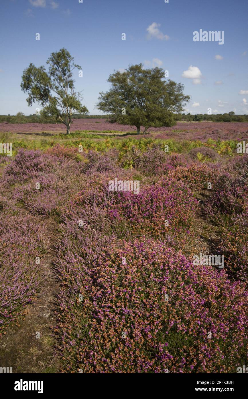 Heather, Bracken und Silver Birch auf Sandling Heath bei Westleton Suffolk Stockfoto