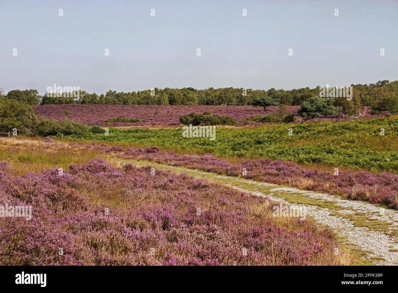 Blick über Westleton Heath, blühende Heidekraut und Bracken, August. Ein Teil von Sandlings Heath Stockfoto