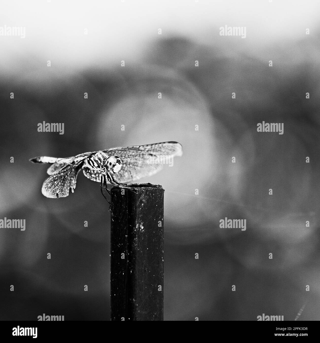 Dragon Fly sitzt auf einem Zaunpfahl mit grünem Hintergrund in Schwarz und Weiß Stockfoto